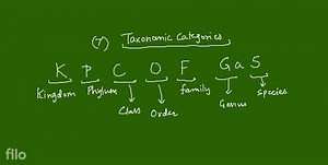 Select the correct statements (i-v) regarding taxonomic categor... | Filo