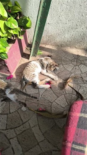 Two little kittens playing in the soft morning sunlight. 🐱🐱☀️🐾