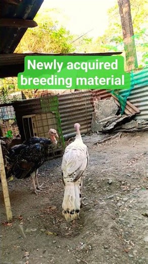 Newly acquired breeding material