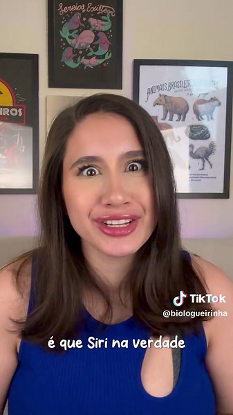 Sr. Sirigueijo: Siri ou Caranguejo? Descubra!
