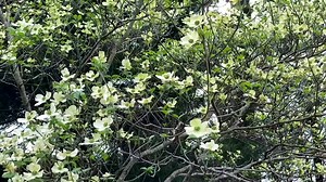 6.4K views · 365 reactions | It's almost time to see spring in person...