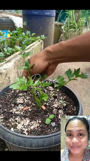 Herbs in a pot #fblifestyle | Indigo's Logo