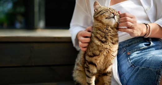 Les chats qui mordent après une caresse : la vraie raison que tout le monde doit connaître