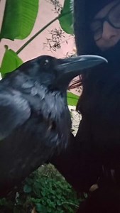 Hello! 😁🖤❤️ | Moonin Raven