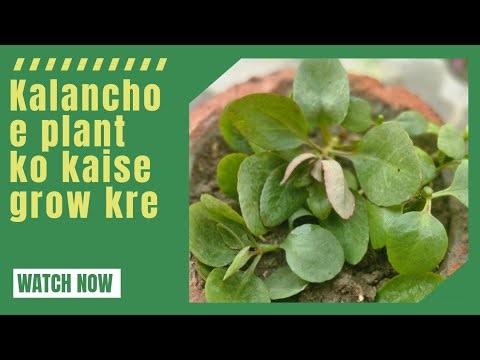 Kalanchoe WINTER Bloom Boost! 🌸 Secret Fertilizer + Cutting Propagation Tips #plantcare #gardening