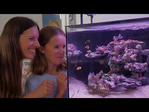 Introducing Smart Ecosystem Aquarium