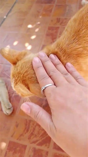 taps(like&subscribe) #dayinmylife #cat #pets #cute #youtubeshorts #tiktok #facebook