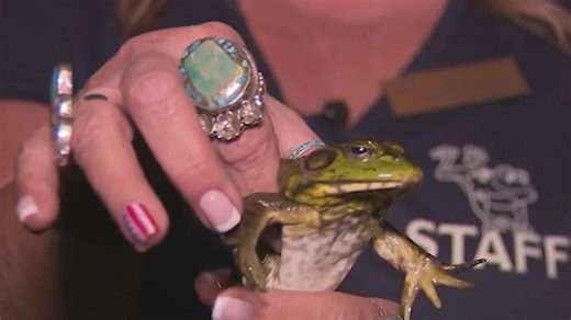 Calaveras County Fair & Jumping Frog Jubilee returns to Calaveras County