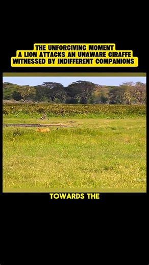 LION'S BRUTAL AMBUSH! Giraffe Never Saw It Coming 😱 | Savage Wildlife Moment #lionattack #lion | Amazing Interesting Facts