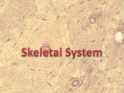 Medical Terminology Word Parts of Skeletal System