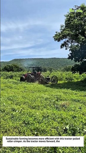 Powerful Roller Crimper! No-Till Farming Technology in Action 🚜🌾