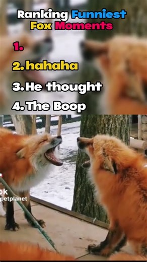 Which ranking made you aww the most? 😍 #fox #cute