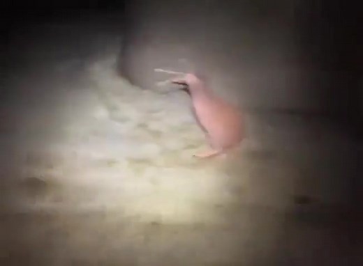 1.9M views · 56K reactions | Ever heard the call of a New Zealand...