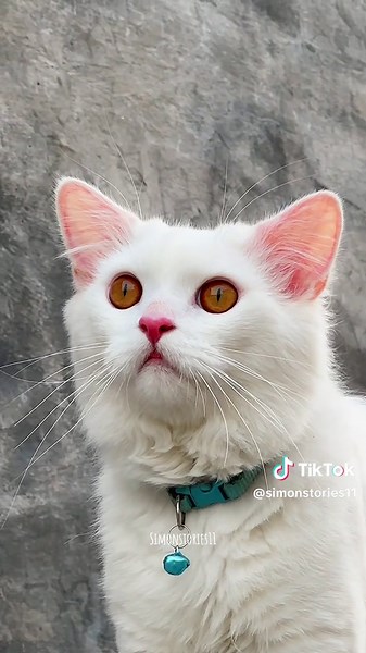 Simon the Cat's Hilarious Adventures Unleashed