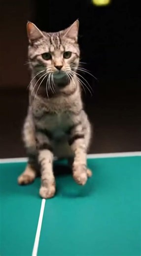 At First It Looks Normal — Then You Realize It’s Cats Playing Ping Pong