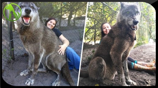 Shelter rescues giant dog, DNA test reveals why it’s enormous