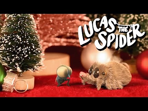 How Lucas The Spider Became Friends With Findley + More Cartoons for Kids