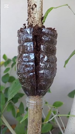 complete guide to propagate air layering plant