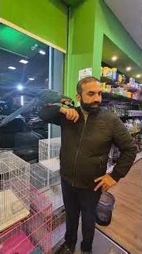 Blue Yellow Macaw Parrot Part 1