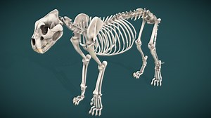 Lion Skeleton - 3D model by James.Simon