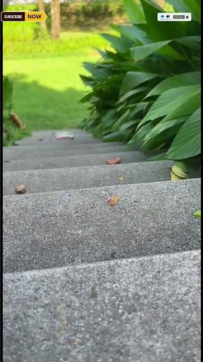 Glass Bottles Falling Down Stairs | Slow Motion Break & Satisfying Physics #crushingthings
