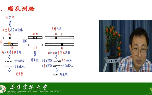 基因的表达与调控-基因的概念与发展-顺反测验-茶创2021级
