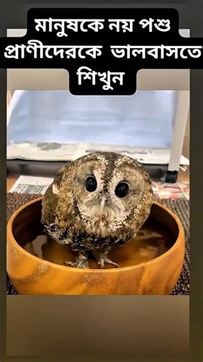 My Journey Caring for a Baby Owl