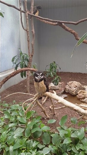 Spectacled Owl