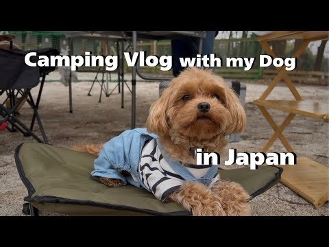 Camping with My Dog in Japan 🐾Our First Camping Trip with Alo