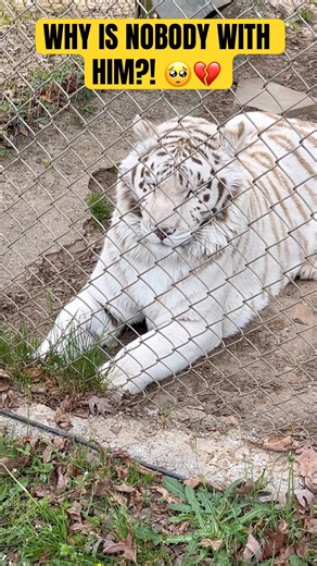 Lonely White Tiger Will Break Your Heart | So Sad So Cute! #shortsfeed #petlovers #animals