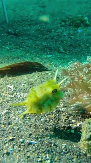 Descubre al adorable Longhorn Cowfish en Indonesia