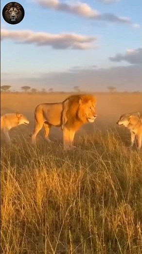 Lone Lion Faces a Wolf Pack – Incredible Wildlife Battle