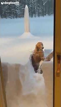 Golden Retrievers Dive Into 40 Inches of Snow || Dogtooth Media
