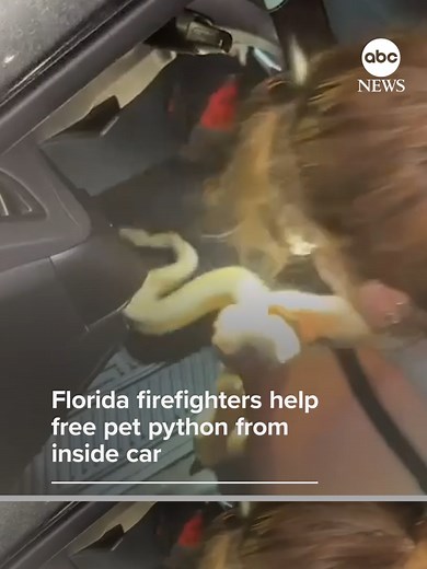 A pet python owner in South Florida stopped at a local firehouse after realizing her snake had worked its way inside her vehicle's dashboard. Luckily, firefighters were able to help tackle the