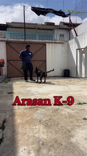 7 Month Old Max The Rottweiler Advanced Obedience Training #fyp #johordogtrainer #arasank9 #arasank9trainingacademy #jbdogtraining #johor #dogtrainingtips #rottweiler #malaysiadogtrainer #malaysiadogtraining #k9 #k9unit #dogtrainer #follow #fypage #viral #malaysiatrending #viralvideo #viral