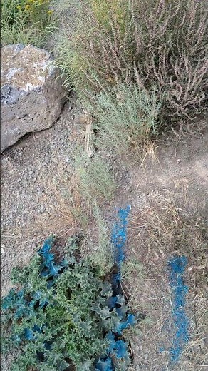 Scottish thistles can grow anywhere - they are very invasive