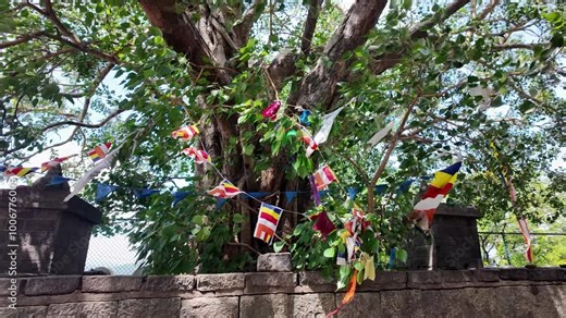 Colorful Buddhist flags adorn a tree near the historic Dambulla Cave Temple in Sri Lanka, on a sunny day. Symbolizing peace and spirituality in a natural setting.