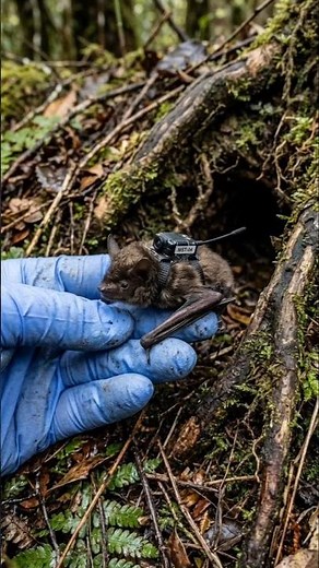 Micro-Camera on a Juvenile Bat Inside an Underground Root Colony 🦇 | Real POV Footage