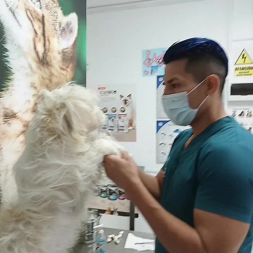 @Anghelo Centeno #adoptanocompres #veterinario #rescatadostiktok