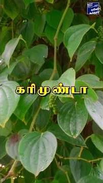 லாபத்தை இரட்டிக்கும் மிளகு கொடி! #cauverycalling #farming #agroforestry