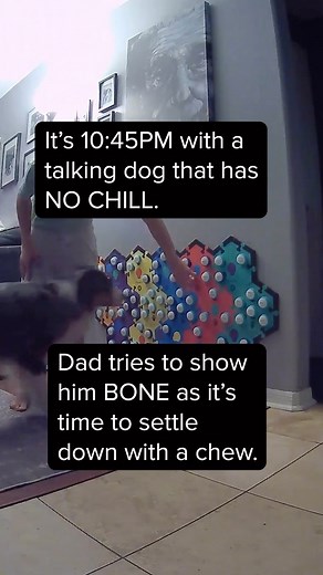 No chill 😂 @fluentpet #talkingdog #letsgoripley #ripleytalks #dogswhotalk | Lets Go Rip