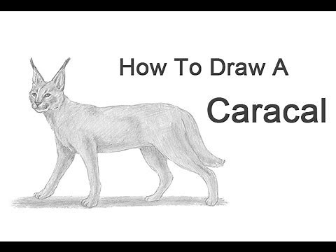 How to Draw a Caracal