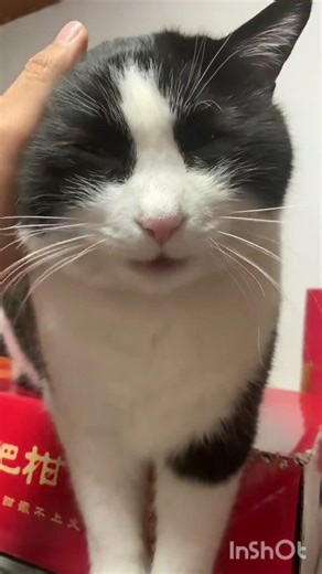 Cow Cat Daily Life 🐄🐱 | The Cutest Adorable Cat Moments That Melt Hearts #cat #pigfeed #cuteanimal