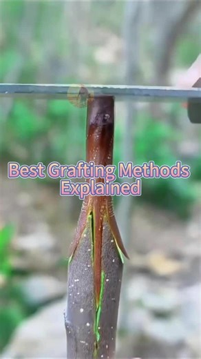 Best Grafting Methods Explained