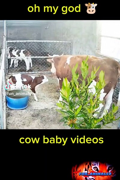 Adorable Baby Cows: Heartwarming Animal Moments