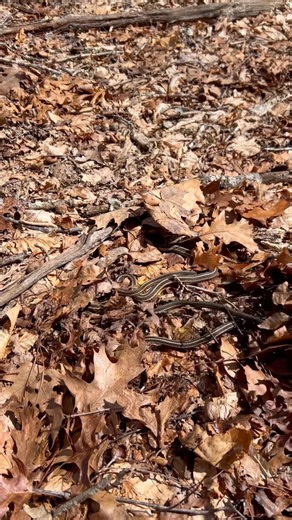 First garter snakes of the year in Rhode Island.