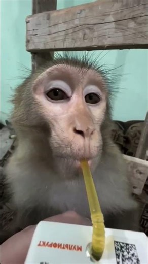 adrak ka taste #monkey #funny #comedy #youtubeshorts #shorts