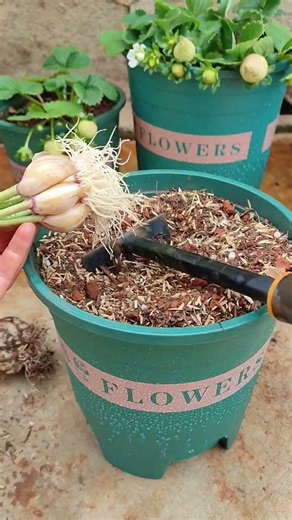 Satisfying Garlic Planting 🌱🧄 | Container Gardening