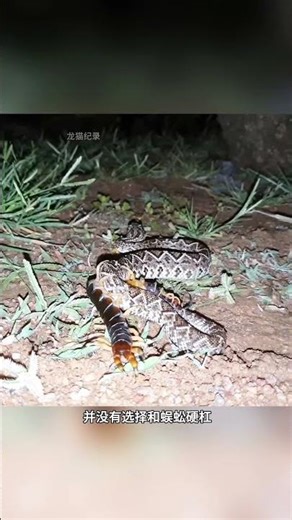 Poisonous Centipede vs. Rattlesnake