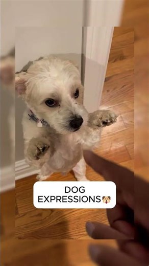 Dogs Making the Funniest Faces Ever 😂🐾